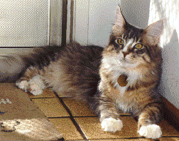 Smokey at 8 months